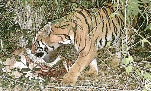 बाघ के हमले में मवेशी चरा रहे युवक की दर्दनाक मौत, 400 मीटर तक घसीटते ले गया बाघ के हमले में मवेशी चरा रहे युवक की दर्दनाक मौत, 400 मीटर तक घसीटते ले गया