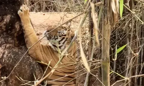 पुजारी बाघ ने पेड़ पर निशान लगाकर किया टेरीटेरी का एलान