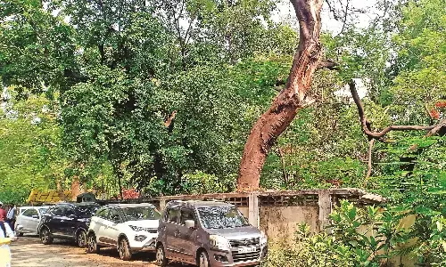संकट में मेयो के 100 पेड़, 30 करोड़ की निधि से हॉस्टल और कॉलेज बनाने का प्रस्ताव संकट में मेयो के 100 पेड़, 30 करोड़ की निधि से हॉस्टल और कॉलेज बनाने का प्रस्ताव