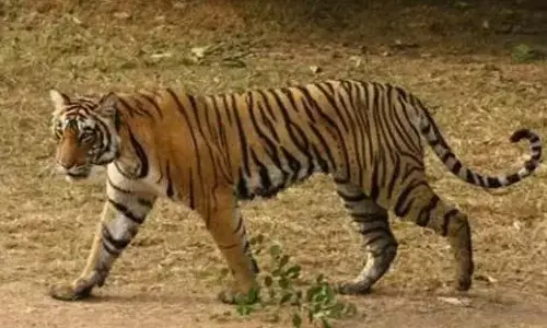 गड़चिरोली के दिभना क्षेत्र में फिर बढ़ने लगी बाघ की दहशत , निकलने से डर रहे लोग गड़चिरोली के दिभना क्षेत्र में फिर बढ़ने लगी बाघ की दहशत , निकलने से डर रहे लोग