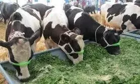 सूखे जैसी स्थिति वाले 1,245 राजस्व मंडलों में चारा डिपो शुरू करने की अनुमति