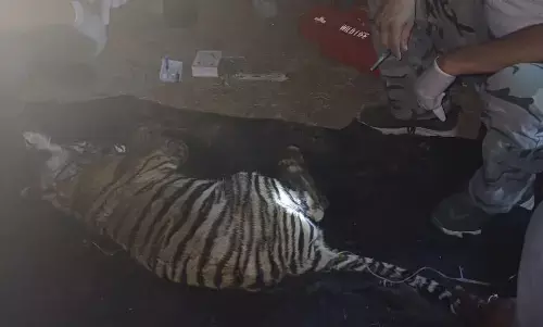 दलदल से निकाला गया टाइगर का शावक, 4 घंटे चला रेस्क्यू