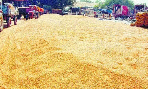 अमरावती में एक केंद्र पर मात्र 4 किसानों से ही ज्वार खरीदेगी सरकार