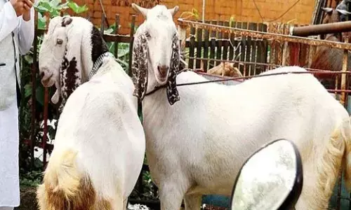 सरकार ने पशुओं के वध से पहले जांच के लिए शुल्क को घटाया, देना होगा मात्र 20 रुपए