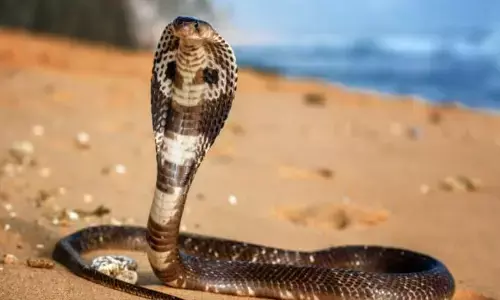 सर्पदंश से दो मौत...चौरई और मोहखेड़ की दो महिलाओं को सांप ने डंसा, मौत