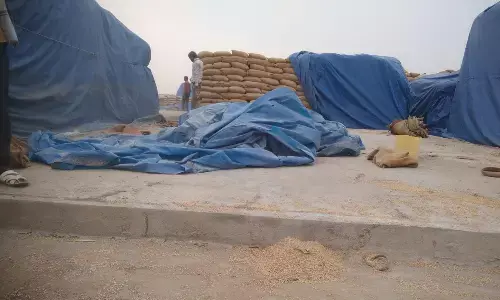 ओपेन कैप में खराब हो रहा हजारों क्विंटल गेहूं, तीन माह में उठाव का नियम, तीन साल तक रखे होने से बने हालात ओपेन कैप में खराब हो रहा हजारों क्विंटल गेहूं, तीन माह में उठाव का नियम, तीन साल तक रखे होने से बने हालात