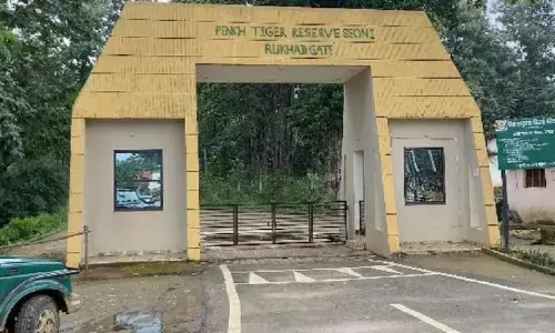 विदेशी पर्यटकों की पसंद बना पेंच नेशनल पार्क, हर साल बढ़ रही संख्या, कोर के बाद अब बफर जोन भी पर्यटकों की पसंद, पहुंच रहे पर्यटक