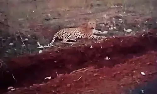 शेकदरी पर्यटन केंद्र के पास खेत में आराम फरमाते तेंदुए को देख उड़े होश शेकदरी पर्यटन केंद्र के पास खेत में आराम फरमाते तेंदुए को देख उड़े होश