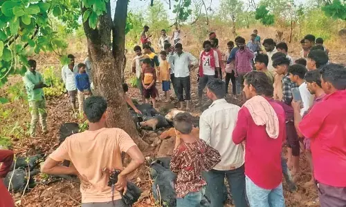 वर्धा और यवतमाल में गरज के साथ झमाझम हुई बारिश, गाज गिरने से 21 बकरियां मृत