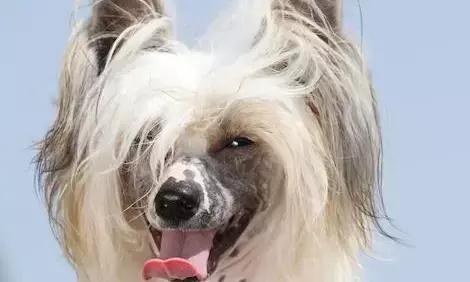 यह है दुनिया का सबसे अनोखा डॉग, शानदार बाल होने के बावजूद लोग कहते है बिना बालों वाला कुत्ता, जानिए एक्सपर्ट्स का जवाब यह है दुनिया का सबसे अनोखा डॉग, शानदार बाल होने के बावजूद लोग कहते है बिना बालों वाला कुत्ता, जानिए एक्सपर्ट्स का जवाब