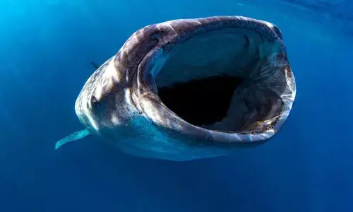 दुनिया के 8 ऐसे जानवर जो खूंखार दिखने के बावजूद होते हैं मासूम, जानकर रह जाएंगे हैरान दुनिया के 8 ऐसे जानवर जो खूंखार दिखने के बावजूद होते हैं मासूम, जानकर रह जाएंगे हैरान