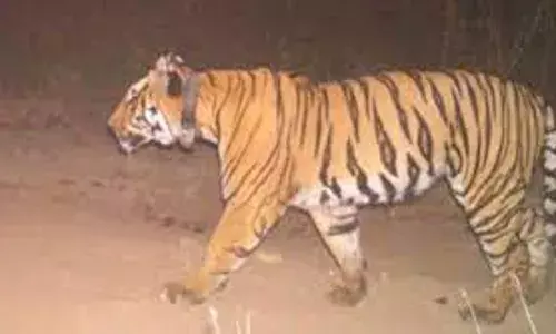 5 वर्ष में 37 बाघों का किया गया शिकार, जहर और करंट से उतारा गया मौत के घाट