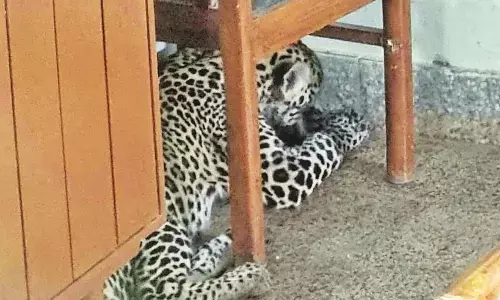 अलग-अलग स्थानों पर तेंदुए और भालू का किया रेस्क्यू, वनविभाग को दी गई जानकारी अलग-अलग स्थानों पर तेंदुए और भालू का किया रेस्क्यू, वनविभाग को दी गई जानकारी