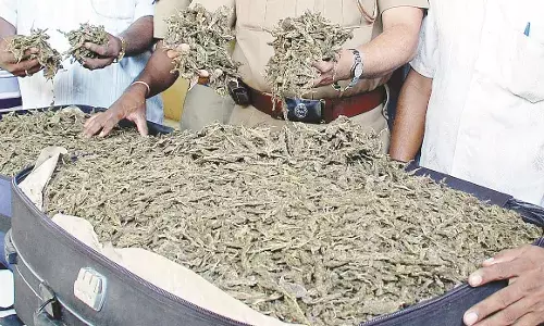 गांजा विक्रेता के घर में छापा मारकर पुलिस ने नकदी और गांजा किया जब्त