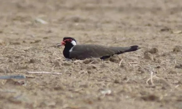 यह है दुनिया का सबसे अनोखा पक्षी, अंड़ो के जरिए देता है मॉनसून की जानकारी, जानकर हो जाएंगे हैरान