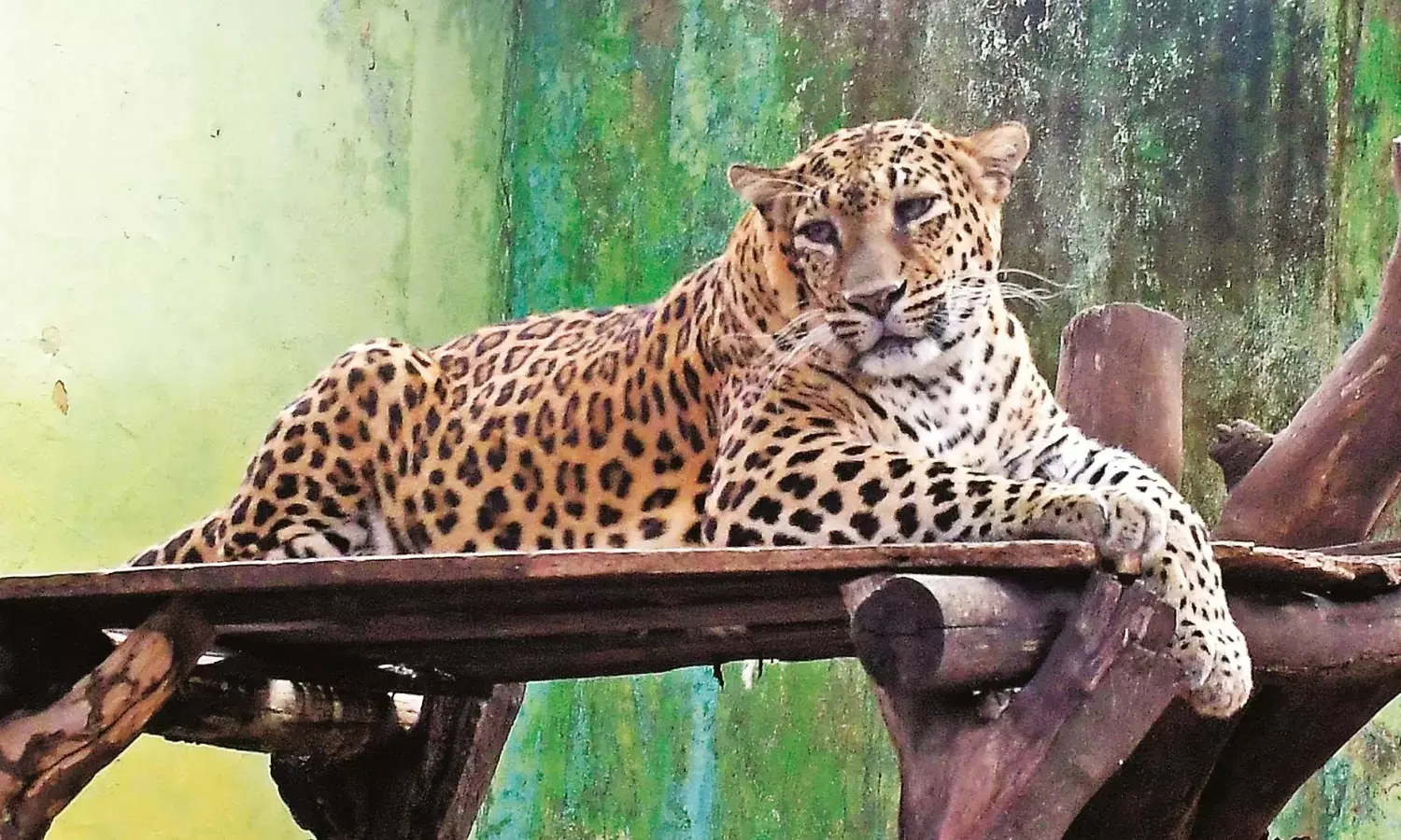 तेंदुए की अलग-अलग अदाएं पर्यटकों को कर रही आकर्षित, देखने वाले भी दंग