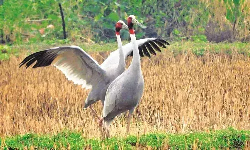39 टीमों ने 25 सारस देखे, इलाके में 70 अलग-अलग स्थानों पर की गई है गणना
