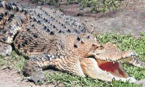 रोड से लगे नाले में मगरमच्छ का डेरा, राहगीरों पर किया हमला रोड से लगे नाले में मगरमच्छ का डेरा, राहगीरों पर किया हमला