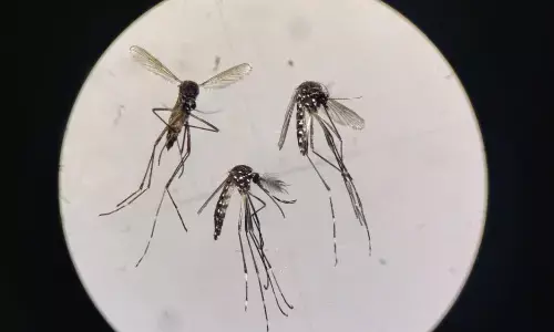 मच्छरों से निपटने मुंबई मनपा ने विदेशी कीटनाशक मंगाया, ट्रायल में रहा कारगर