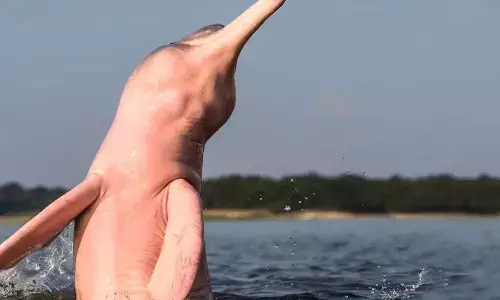 बहुत ही खास होती है गुलाबी डॉल्फिन, आंख खोलकर सोने और अकेले रहने के अलावा भी हैं इससे जुड़ी कई खास बातें