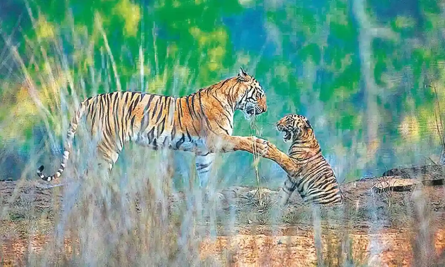 बाघों को कम पड़ रहा पेंच का जंगल, निकल रहे बाहर, मानव-वन्यजीव को बढ़ावा