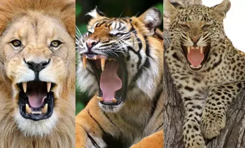 बिल्ली की इस खूंखार प्रजाति की आवाज सुनकर कांप जाती है रूह, देखे वायरल वीडियो बिल्ली की इस खूंखार प्रजाति की आवाज सुनकर कांप जाती है रूह, देखे वायरल वीडियो