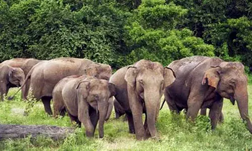 जंगली हाथियों ने गंगसाय टोला में जमाया डेरा , 10 दिन से इसी वन परिसर में कर रहे विचरण
