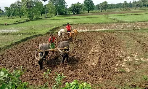 बारिश का इंतजार कर अब बुआई में जुटे किसान,  मूसलाधार बारिश की कर रहे प्रतीक्षा