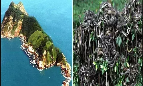 दुनिया के खतरनाक आइलैंड्स में से एक है ये आइलैंड, जहां है सांपों का राज, नहीं टिक पाता है यहां कोई व्यक्ति