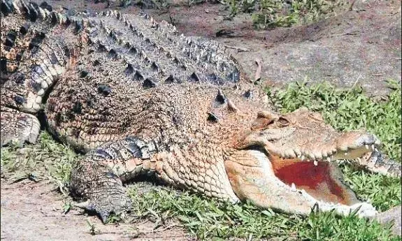 अमरकंटक रोड पर वाइल्ड बोर बने राहगीरों की परेशानी