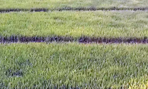 चिंता में घिरे गोंदिया के किसान, फिर आसमानी संकट गहराने का भय मंडरा रहा