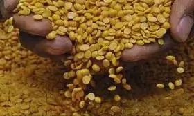 3094 में महज 46 किसानों ने न्यूनतम समर्थन मूल्य एमएसपी पर बेची तुअर दाल