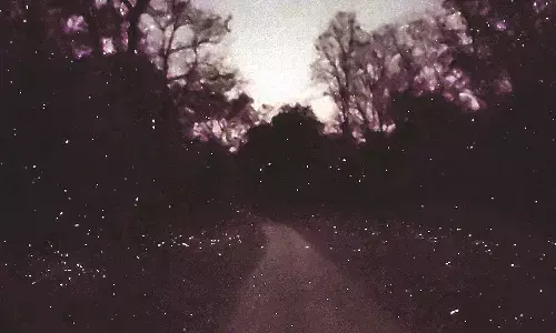 पेंच मे 5 हजार से ज्यादा जुगनू बिखेर रहे हैं चमक