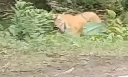 ताड़ोबा में शावक छूट गए पीछे तो सड़क पर वाहनों को देख दहाड़ी बाघिन