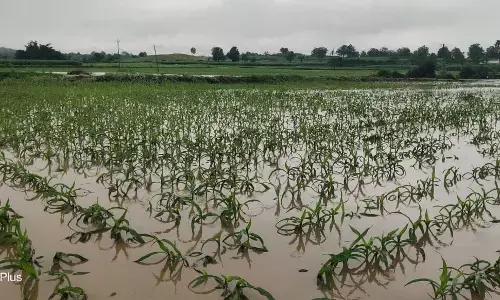तेज बारिश के कारण पुलिया बहीं, कई स्थानों पर बिछ गई फसल