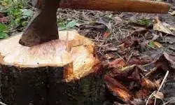 नागपुर शहर में पेड़ों को काटने वाली टोली सक्रिय, सुरक्षा पर ध्यान देना जरूरी
