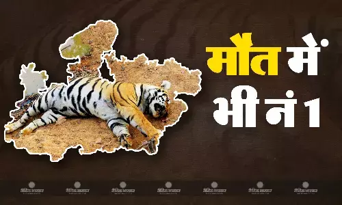 बुधनी में रेल की चपटे में आए बाघ की मौत, दो शावक बुरी तरह घायल