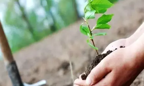 एक पेड मां के नाम अभियान में सहभागिता के संबंध में प्रतिभागियों के लिए निर्देश एक पेड मां के नाम अभियान में सहभागिता के संबंध में प्रतिभागियों के लिए निर्देश