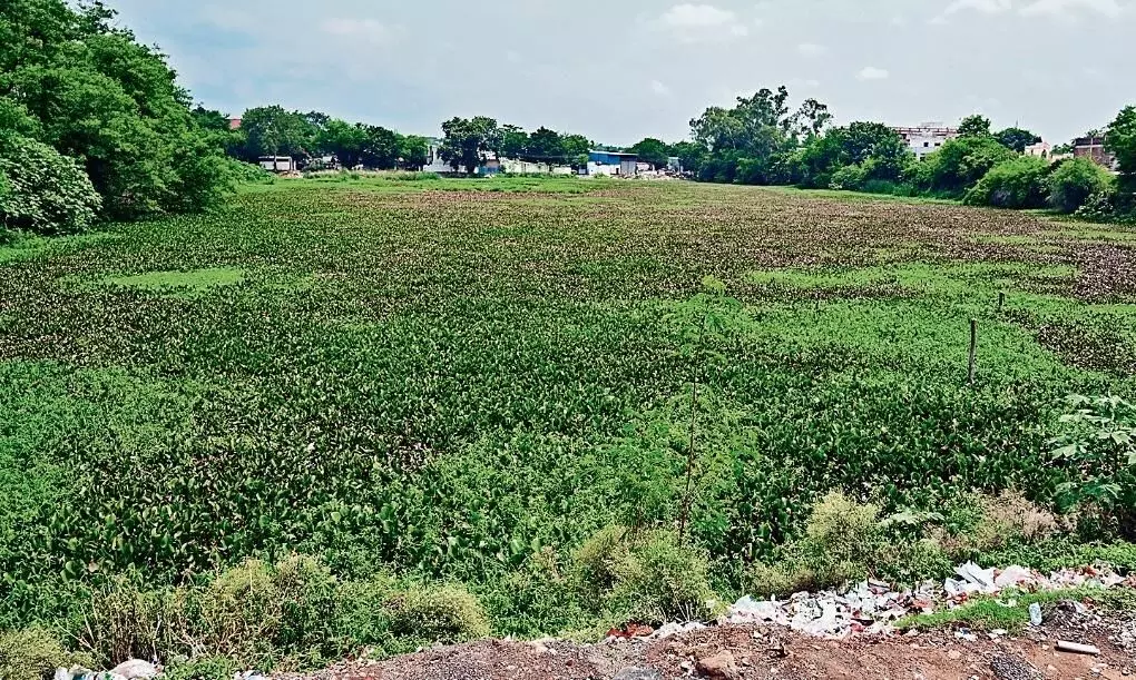 झील जैसे महानद्दा तालाब में भी बने वाॅकिंग ट्रैक झील जैसे महानद्दा तालाब में भी बने वाॅकिंग ट्रैक