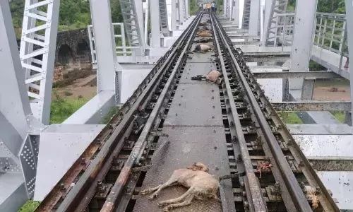 ट्रेन की चपेट में आए बुजुर्ग और 12 बकरियों की मौत