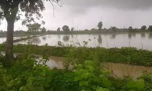 बारिश बनी आफत,  चिखलदरा व दर्यापुर में 542 हेक्टेयर की फसल चौपट
