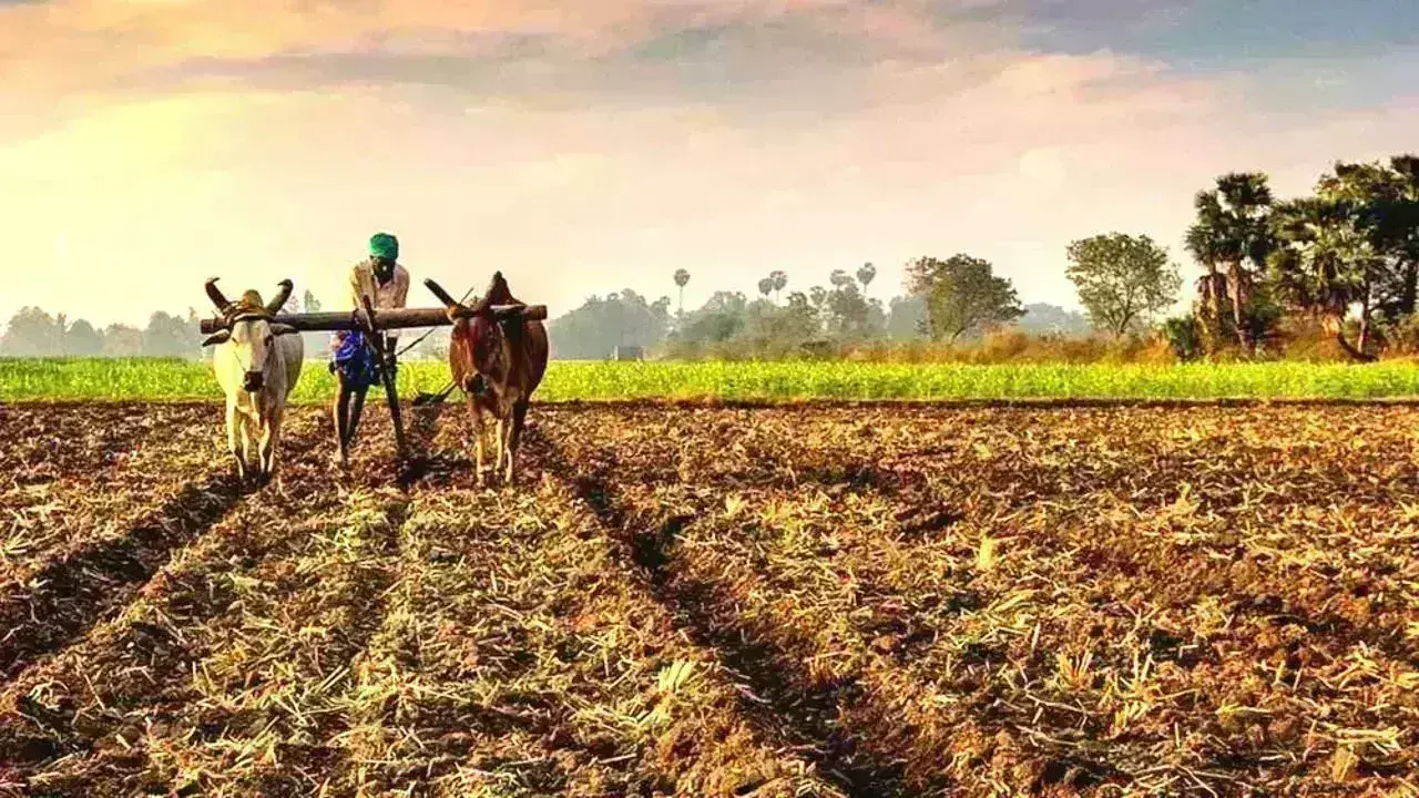 अब खरीफ फसल बीमा कराने 31 जुलाई तक आवेदन कर सकेंगे किसान अब खरीफ फसल बीमा कराने 31 जुलाई तक आवेदन कर सकेंगे किसान