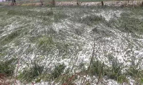 ओलावृष्टि की क्षतिपूर्ति की राशि दिलाये जाने किसानों ने सौंपा ज्ञापन