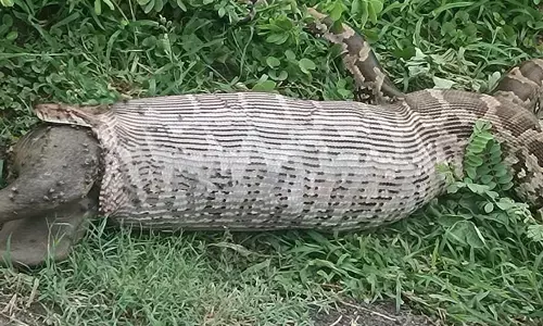 अमरावती के जेडी पार्क कॉलोनी में अजगर ने श्वान को निगला, देख उड़े होश