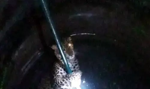 शिकार के चक्कर में कुएं में गिरा तेंदुआ, निकालने के लिए वन विभाग को करनी पड़ी मशक्कत शिकार के चक्कर में कुएं में गिरा तेंदुआ, निकालने के लिए वन विभाग को करनी पड़ी मशक्कत