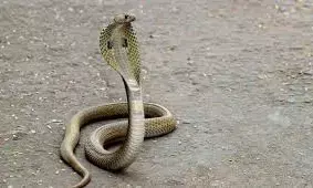 अचानक खंभे पर पड़ी नजर तो विषधर लिपटा दिखा,  करंट लगने से हो चुकी थी मृत्यु