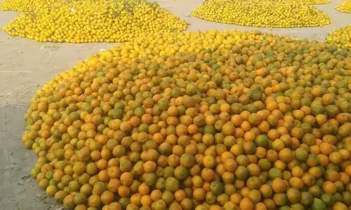 कौड़ियों के दाम संतरा बेचने की नौबत, उत्पादकों को उठाना पड़ रहा भारी नुकसान
