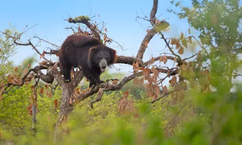 नागपुर के गोरेवाडा में रौनक बढ़ाएंगे जयपुर से आए भेड़िए व लकड़बग्घा नागपुर के गोरेवाडा में रौनक बढ़ाएंगे जयपुर से आए भेड़िए व लकड़बग्घा