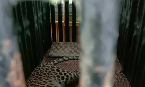 बफर जोन के मोहाली नलेश्वर में घुसे तीन तेंदुओं ने 6 लोगों को किया घायल