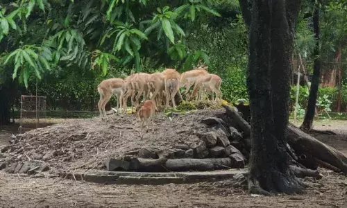 बाढ़ के हालात में बचाव के लिए हिरणों के लिए बनाए टीले और चबूतरे, अलर्ट मोड पर महाराजबाग प्रशासन